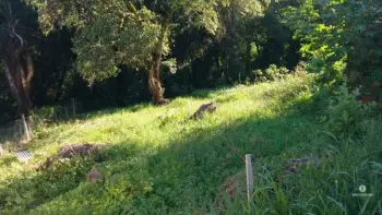 Imagem do anúnio: Vendo terreno / lote / condomínio em Herval D'Oeste , Santa Catarina no bairro Nossa senhora de Fatima