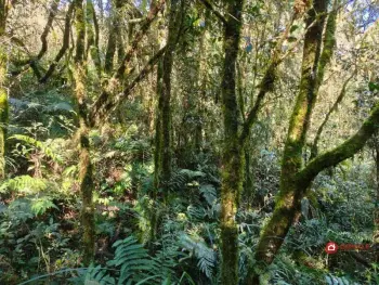 Imagem do anúncio: Vendo fazenda / sítio / chácara em Rio das Antas , Santa Catarina no bairro Interior