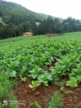 Imagem do anúnio: Vendo fazenda / sítio / chácara em Ibiam , Santa Catarina no bairro Interior
