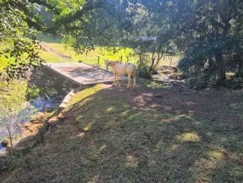 Imagem do anúnio: Vendo fazenda / sítio / chácara em Videira , Santa Catarina no bairro Interior