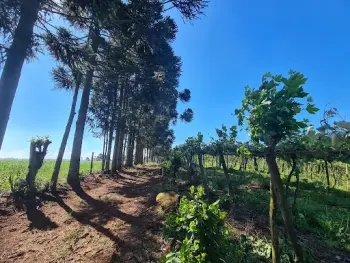 Imagem do anúnio: Vendo fazenda / sítio / chácara em Rio Das Antas , Santa Catarina no bairro Ipomeia