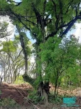 Imagem do anúnio: Vendo terreno / lote / condomínio em Rio Das Antas , Santa Catarina no bairro Ipomeia