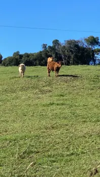 Imagem do anúnio: Vendo fazenda / sítio / chácara em Macieira , Santa Catarina no bairro Centro