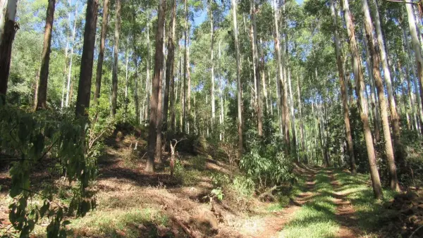 Imagem do anúncio: Vendo imóvel comercial em Jaborá , Santa Catarina no bairro Rural